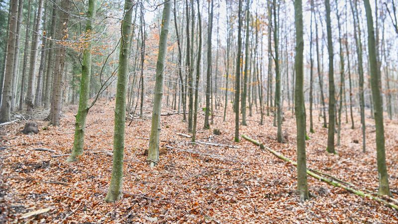 Vědci vytvoří vlastníkům lesa manuál